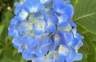 紫陽花1